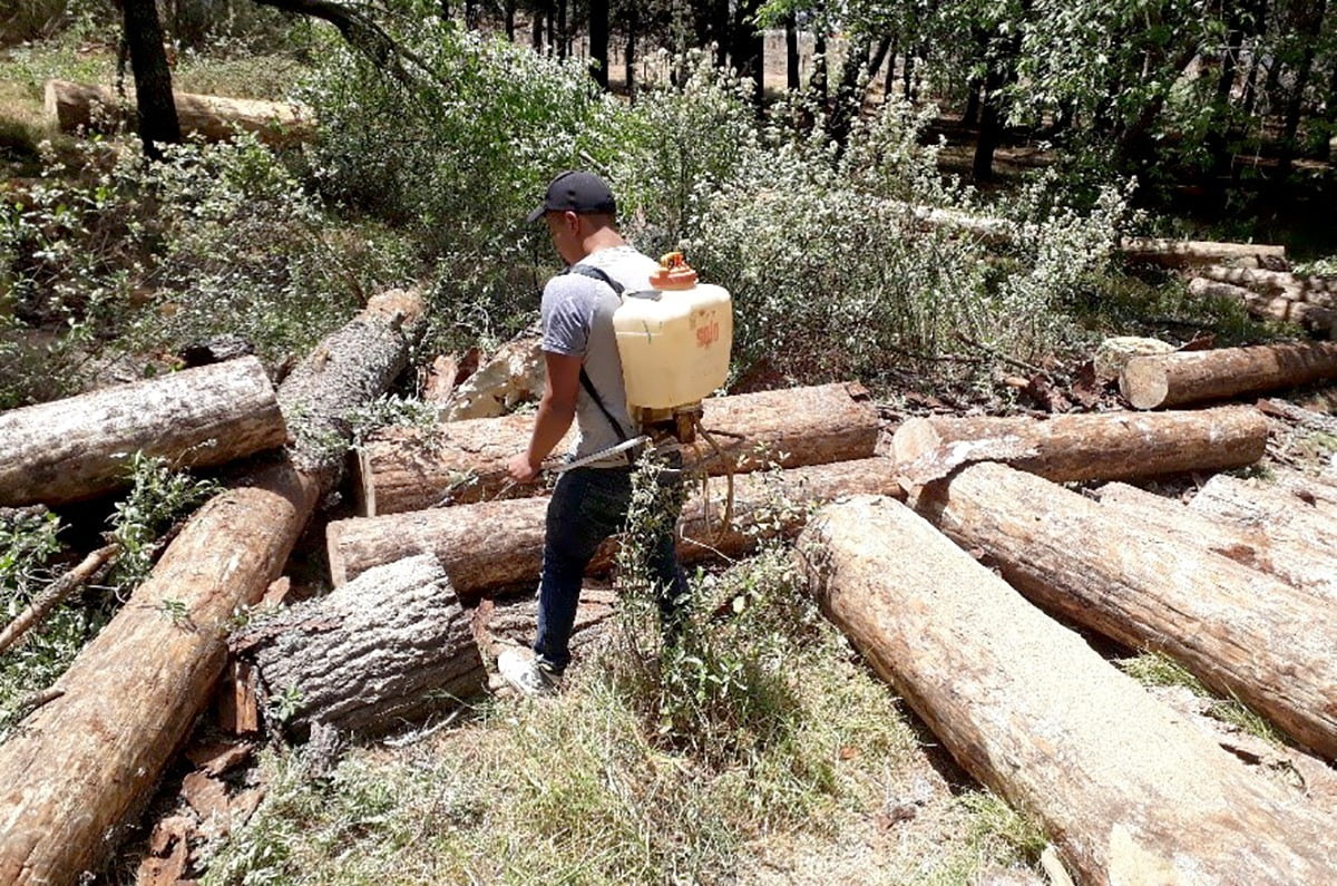 Combaten plaga forestal en el parque El Ocotal, Timilpan